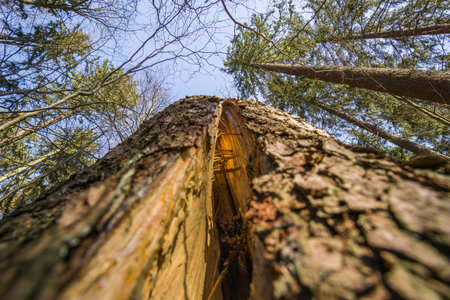 Wrecked tree after a storm