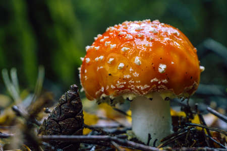 Fly agaric in the Thuringian Forest, Germanyの写真素材