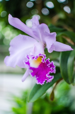 Orchidの写真素材