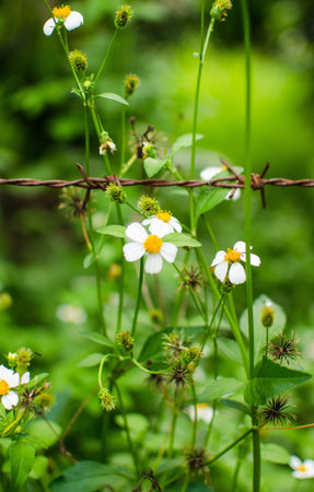 flowerの写真素材