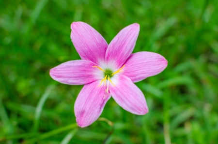 Beautiful pink flowerの写真素材