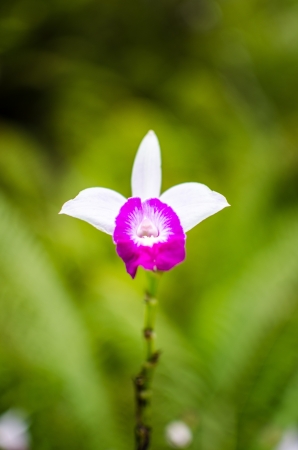Beautiful pink or  White orchid flowerの写真素材