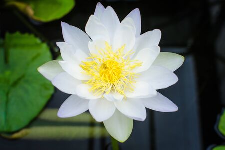 White lotus blossomsの写真素材