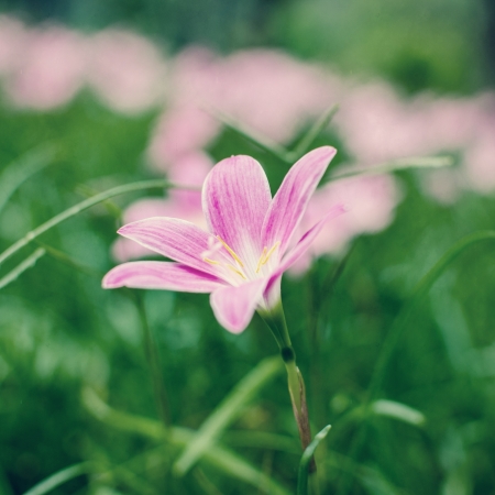 Retro flowerの写真素材