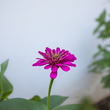 Flower Purpleの写真素材