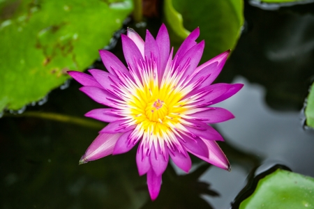 lotus blossoms or water lily flowers blooming on pondの写真素材