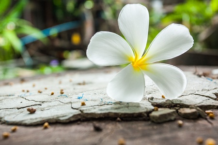 Tropical flowers frangipani on woodの写真素材