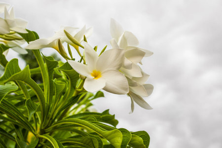 white and yellow frangipani flowers with leaves in backgroundの写真素材
