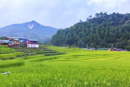 Home and rice fieldの写真素材