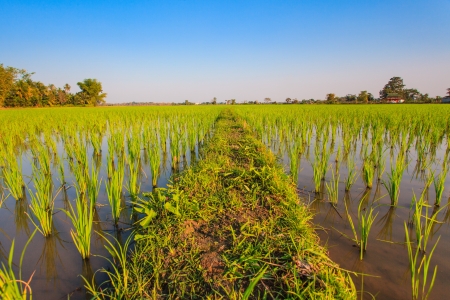 rice fieldの写真素材
