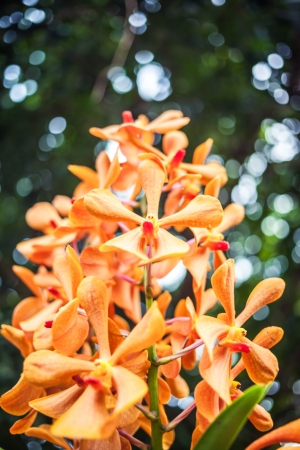 orchid isolated on green backgroundの写真素材