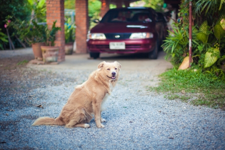 Thai Dogの写真素材