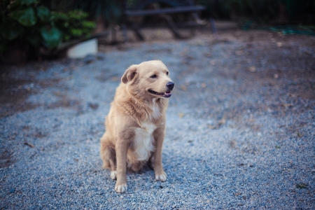 Thai Dogの写真素材