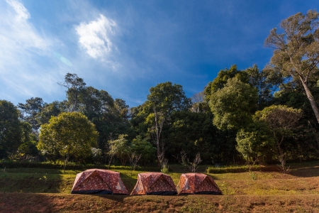 Camping in the Forestの写真素材
