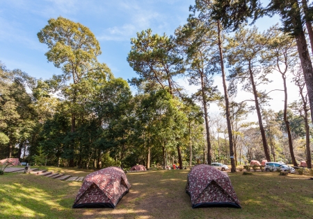 Camping in the Forestの写真素材