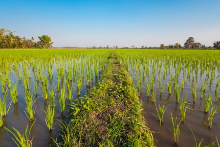 paddy rice in fieldの写真素材