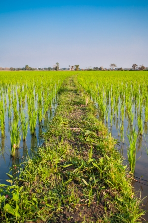 paddy rice in fieldの写真素材