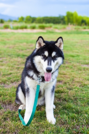 Siberian Huskyの写真素材