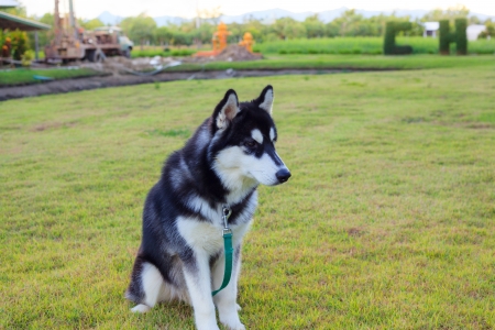 Siberian Huskyの写真素材