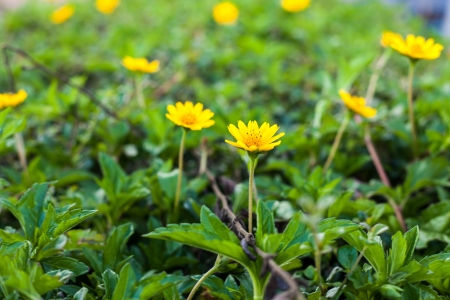Close-up of yellow flowersの写真素材