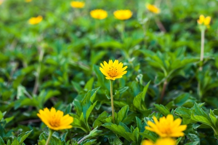 Close-up of yellow flowersの写真素材