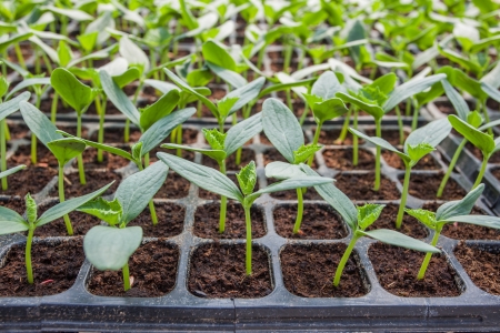 Young seedlings of cucumbers in a containerの写真素材
