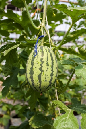 WATERMELONの写真素材