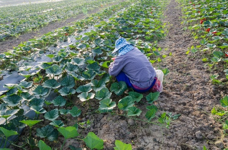 Women in the fields of pumpkins の写真素材