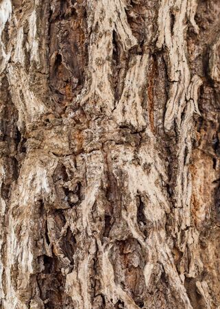Old Wood Tree Texture Background Patternの写真素材
