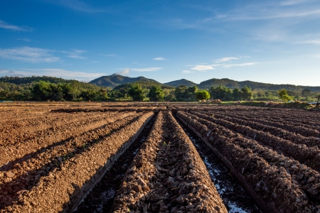 Prepare the planting The conversion of vegetable crops of farmers の写真素材