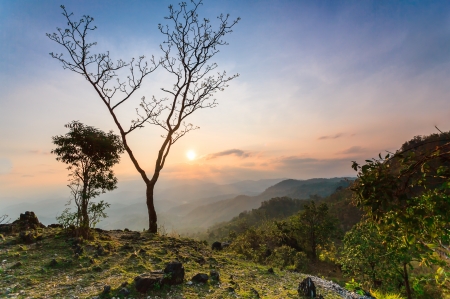 The tree and beautiful sunset in thailand の写真素材
