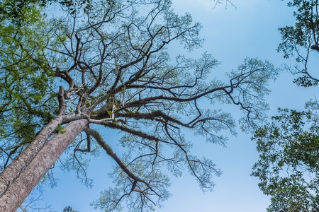 beautiful green tree in thailandの写真素材