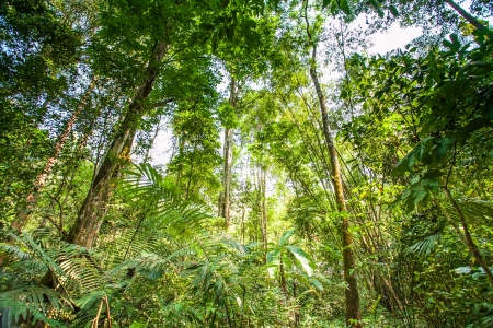 beautiful green forest in thailandの写真素材