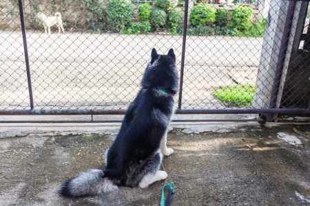 Portrait of a Siberian Husky dogの写真素材
