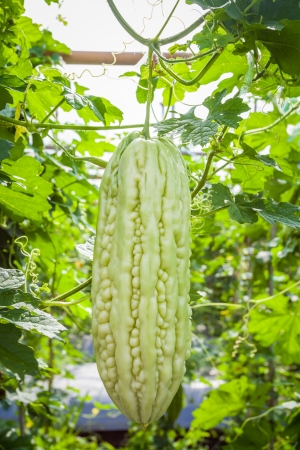 Bitter melon hanging on a vine in fieldの写真素材