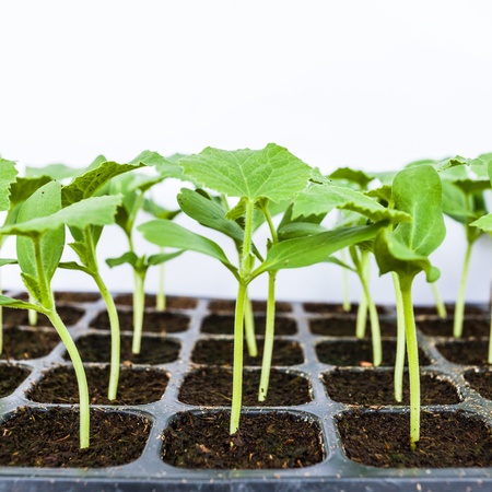 Young seedlings of melon in tray の写真素材