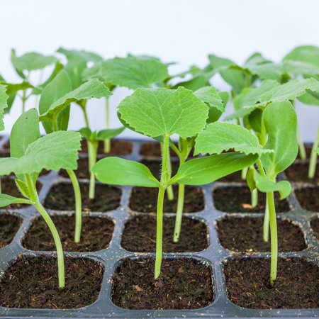 Young seedlings of melon in tray 