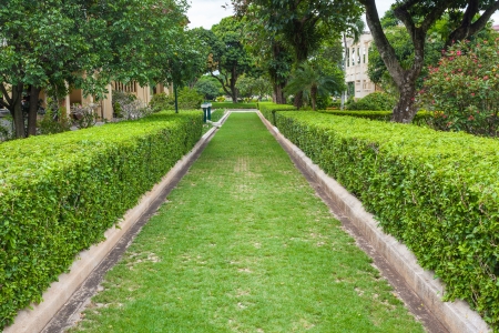 Green grass Pathway in a Lush Green Parkの写真素材
