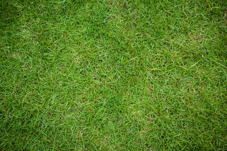 Green grass texture from a fieldの写真素材
