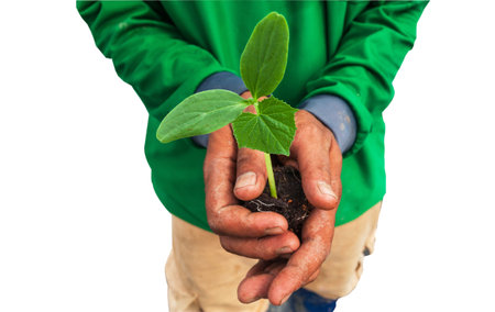 Cucumber seedling on hand farmer and white backgroundの写真素材