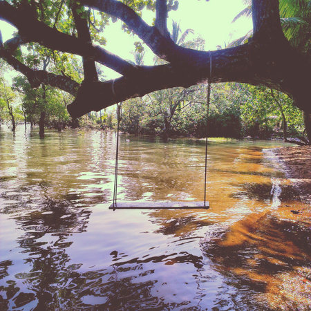 swing on tree in the beach の素材