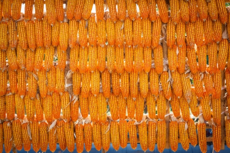 group corn dry for harvest background textureの写真素材