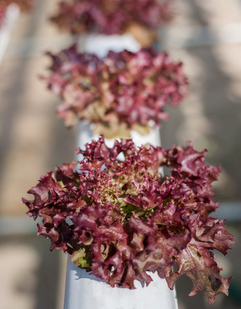 Fresh red lettuce grown in hydroponic systems