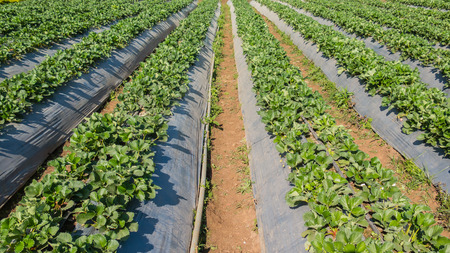 Rows of young strawberry field in chiang mai, Thailand の写真素材