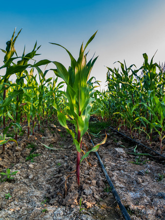 Corn field growing with drip water irrigation system.の写真素材