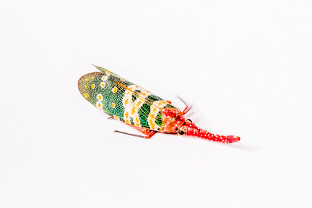 Lantern Fly isolated on white backgroundの写真素材