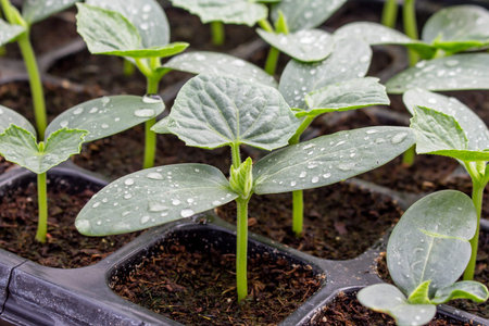 cucumber seedling on tray in greenhouse の写真素材