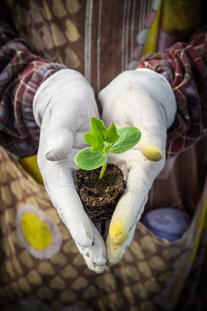 seedling of watermelon on hand woman in greenhouse.の写真素材
