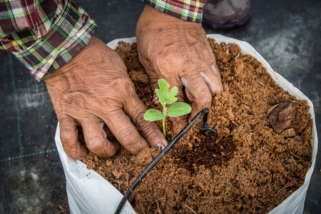 hand woman sowing seedling of watermelon in greenhouse.の写真素材