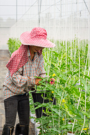 CHIANGMAI, THAILAND - October 09: An unidentified cutting branch watermelon in greenhouse on October 09, 2014 in San Pa Tong  District, Chiang Mai, Thailand.のeditorial素材